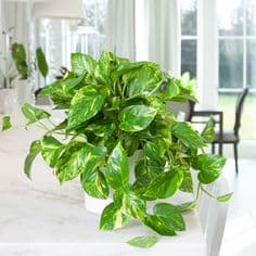 Golden Pothos