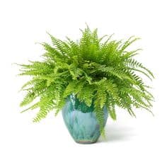 Boston Fern