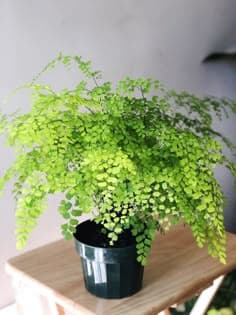 Maidenhair Fern