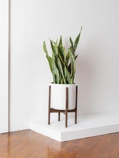 Snake Plant