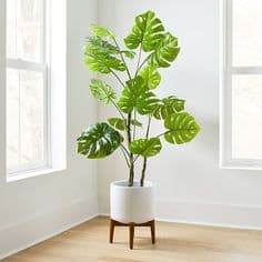 Monstera