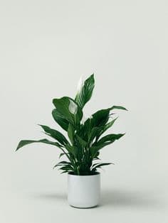 Peace Lily