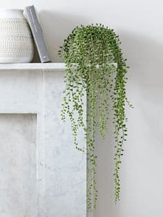 String of Pearls