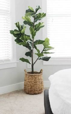 Fiddle Leaf Fig